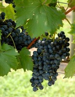 fruit on the vine