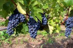 grapes