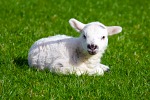 lamb